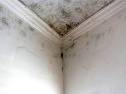 Santa Venetia, CA Mold Removal Services Company